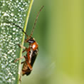 macro photos insect